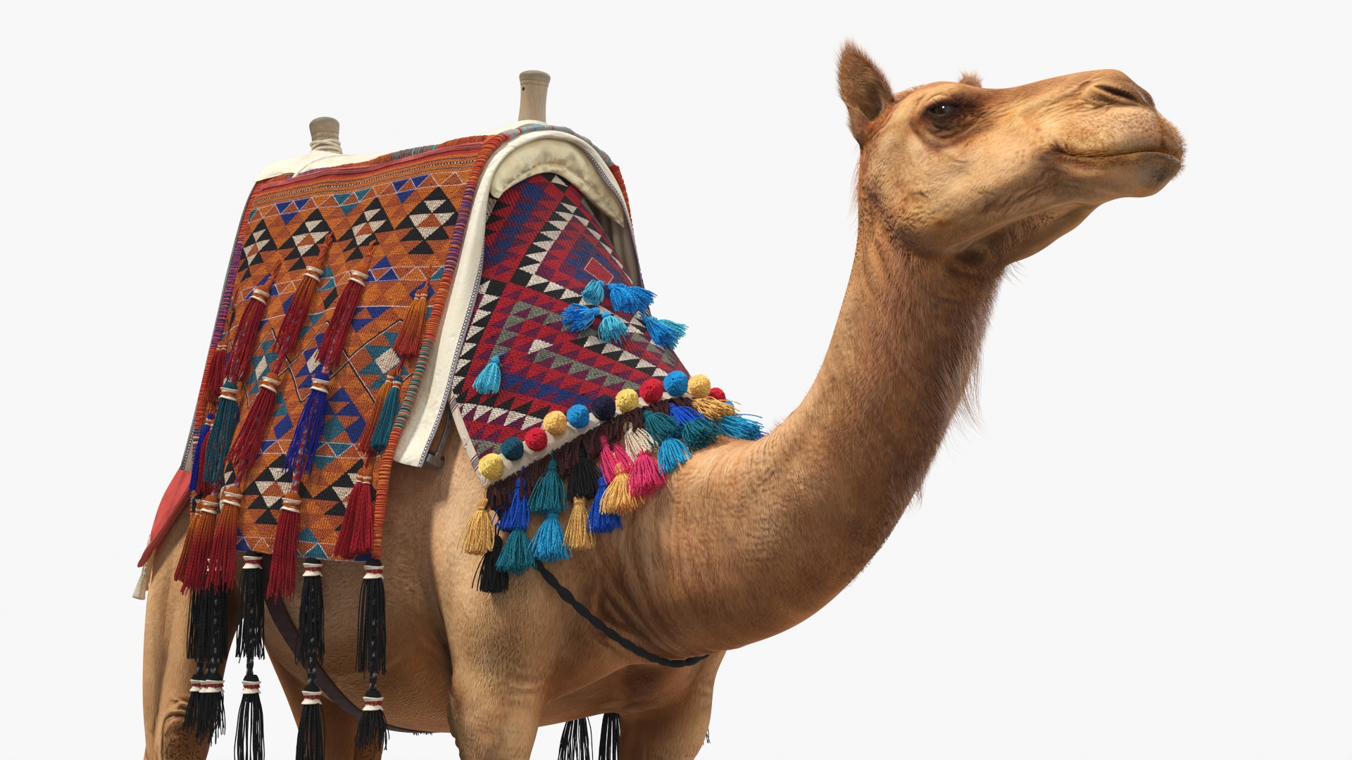 3D Camel with Decorated Saddle Fur