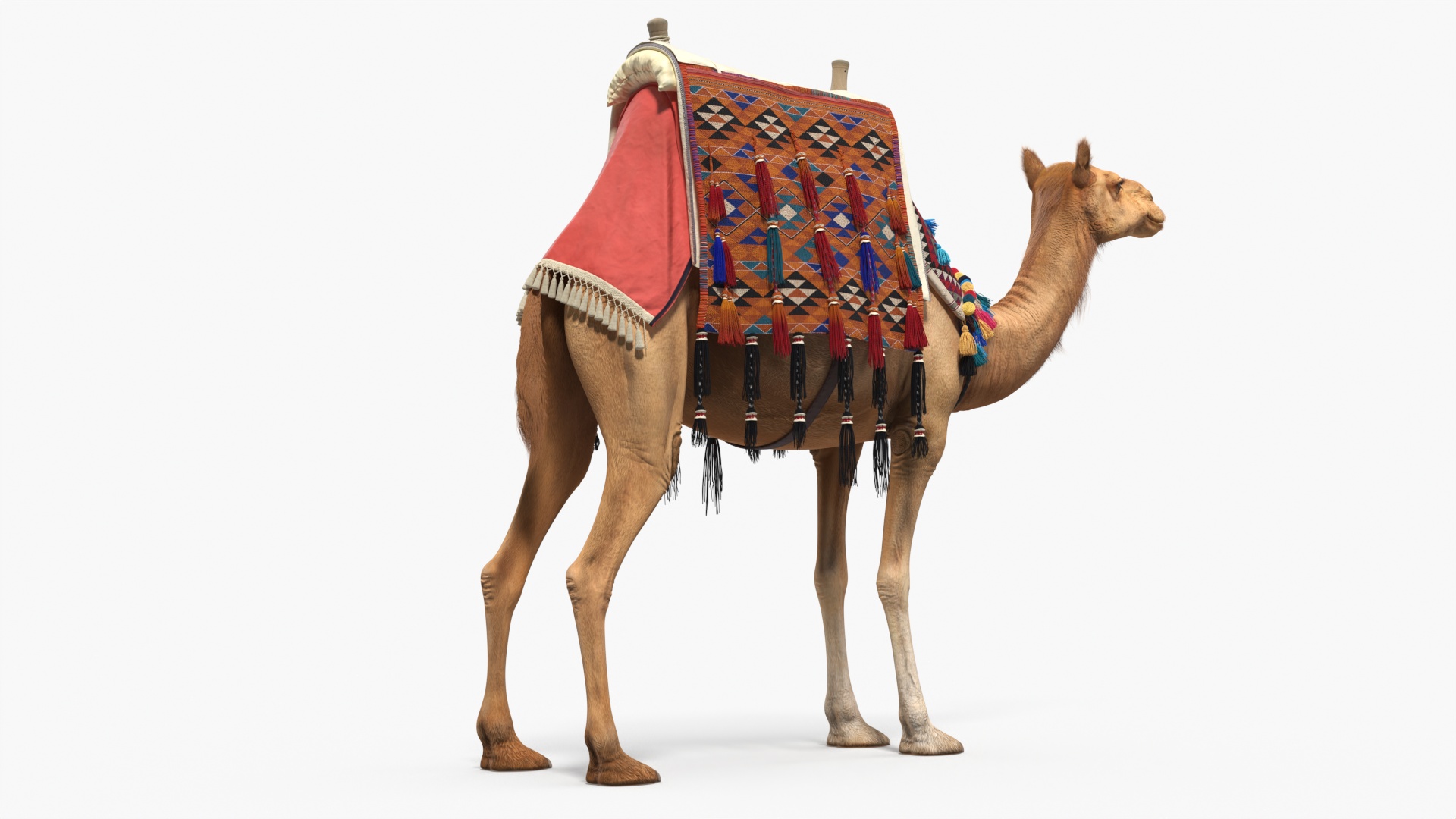 3D Camel with Decorated Saddle Fur