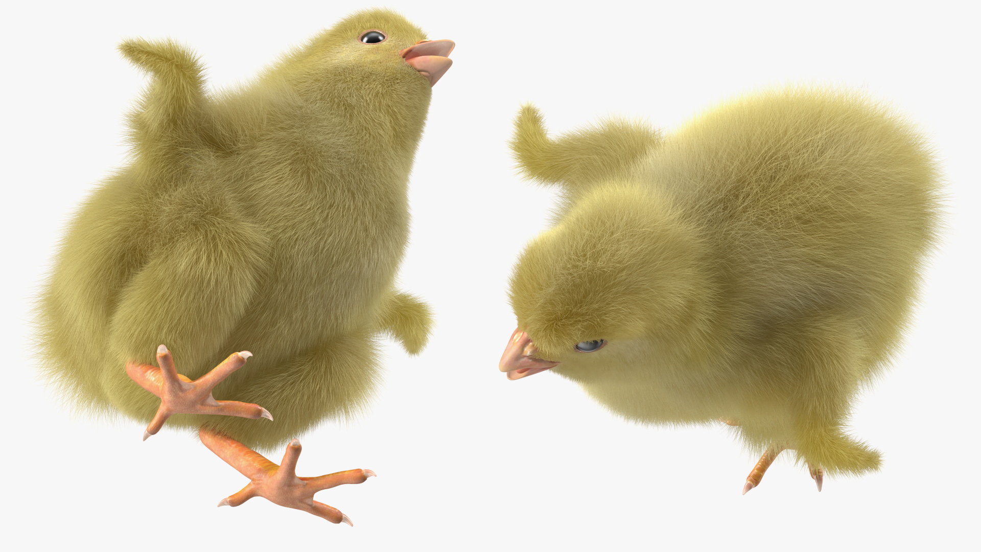 3D model Baby Chick