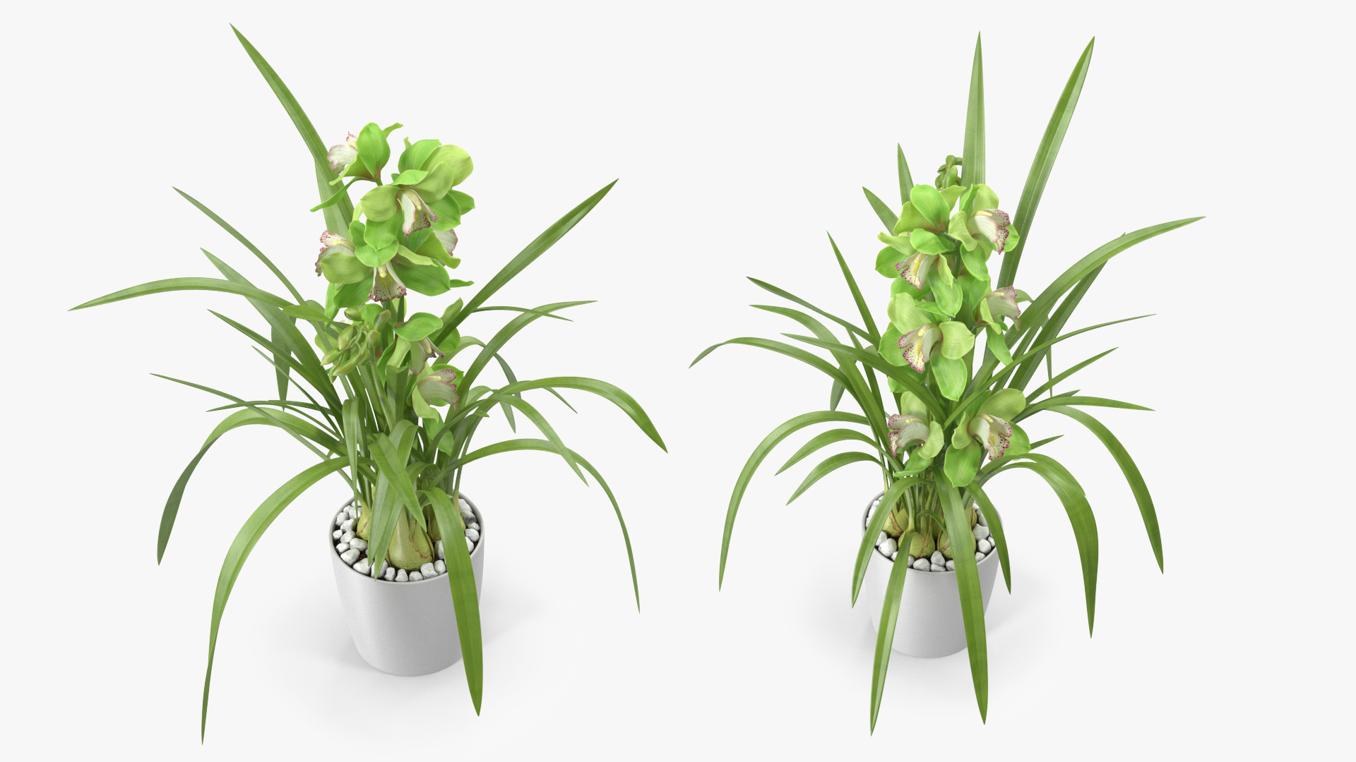 3D Orchid Pot Green