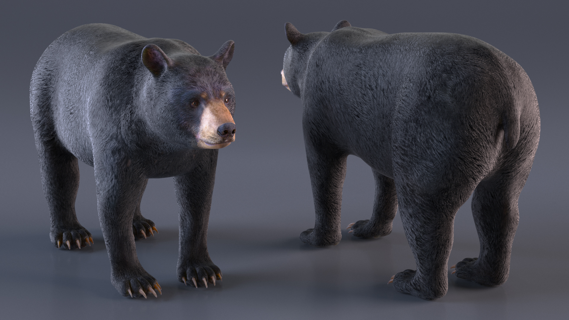 3D model Black Bear