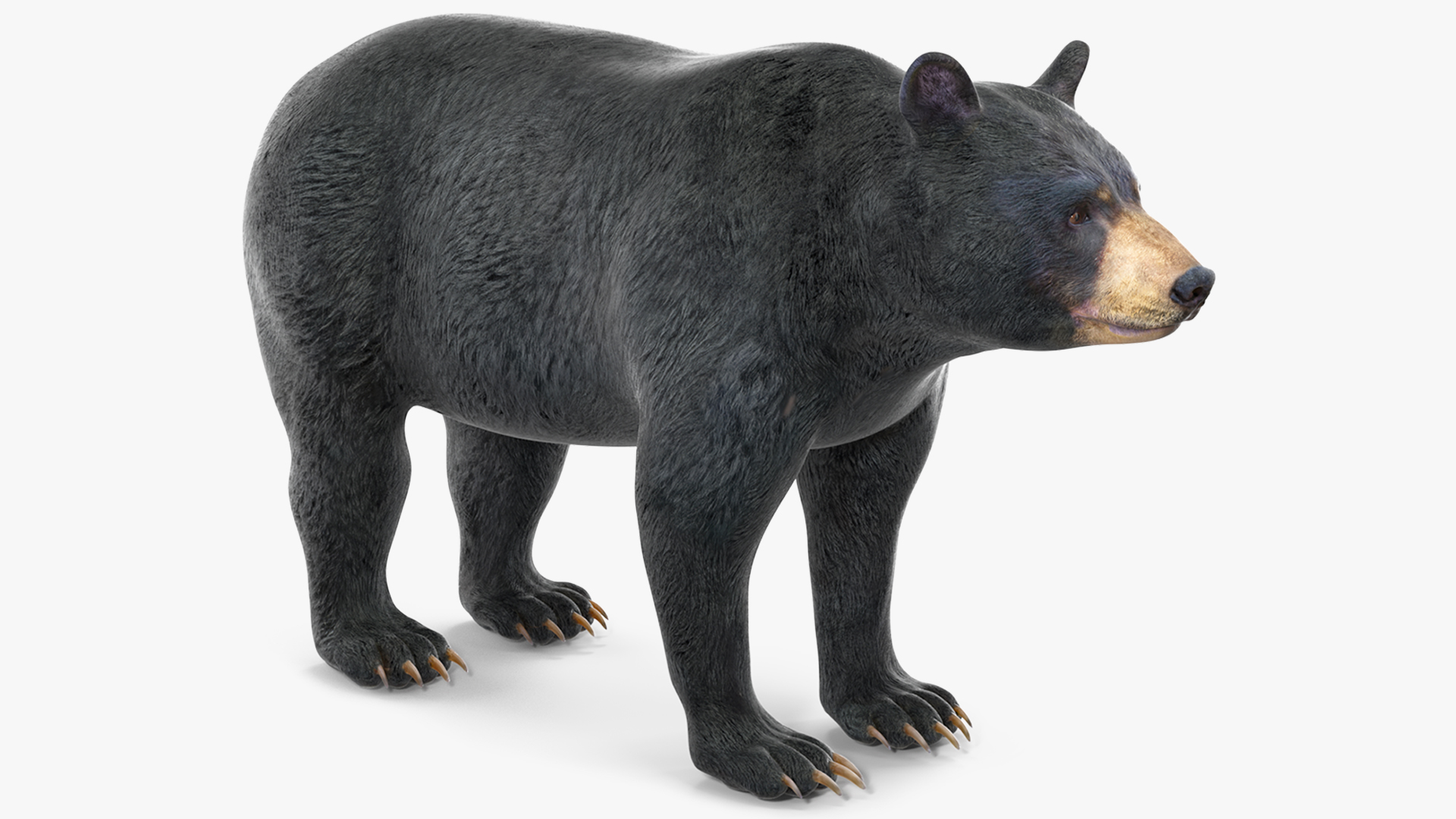 3D model Black Bear