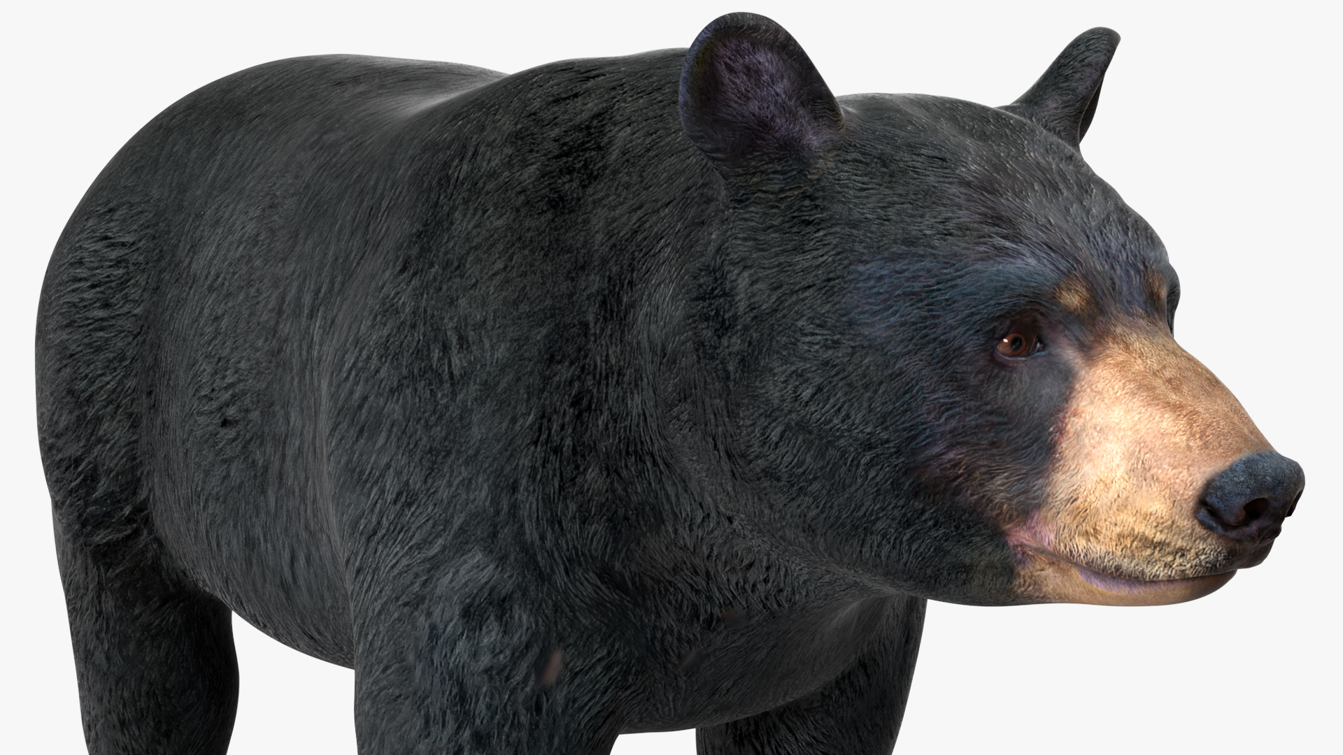 3D model Black Bear