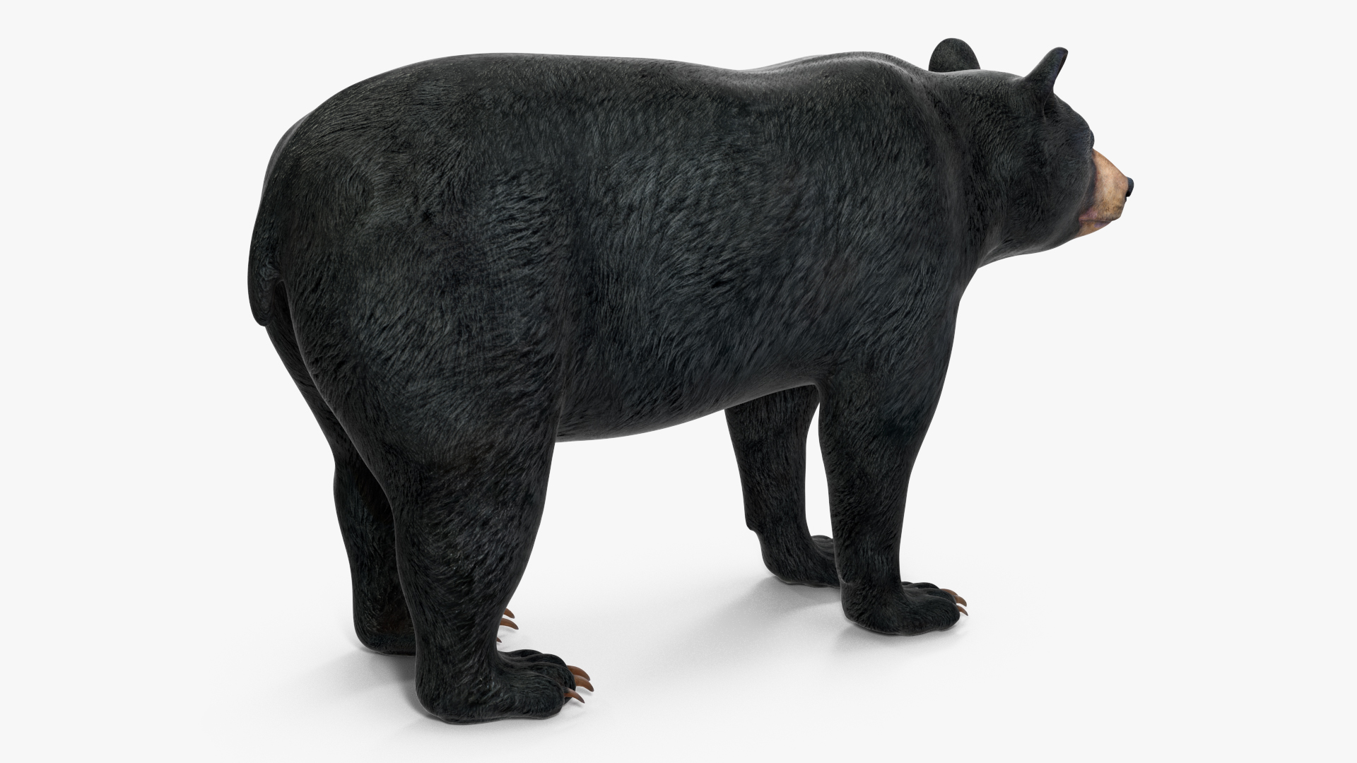 3D model Black Bear