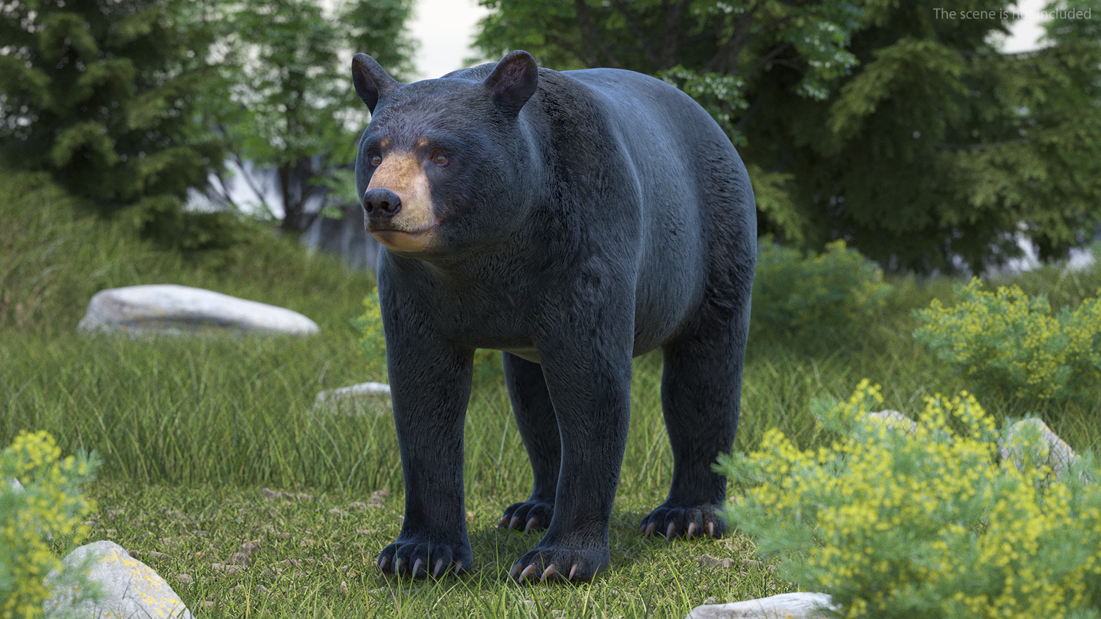 3D model Black Bear