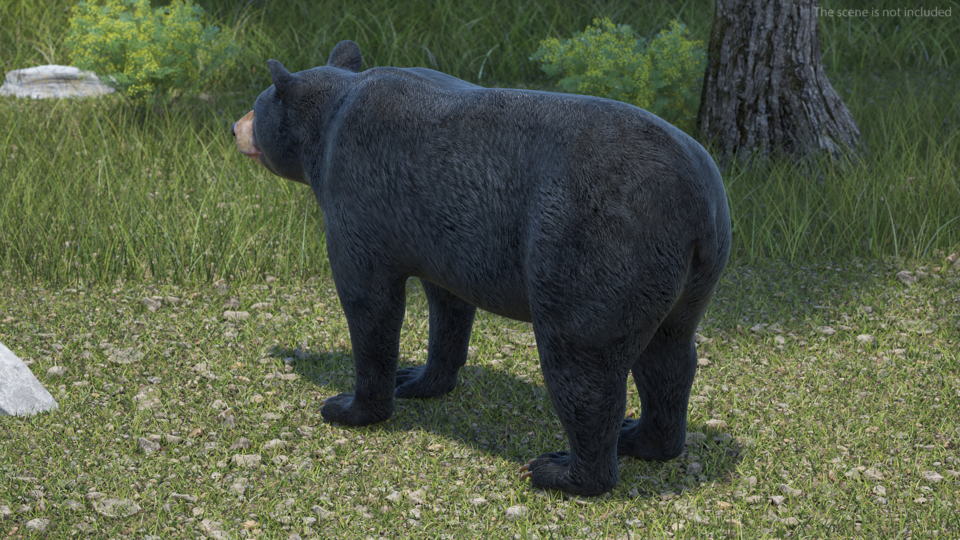 3D model Black Bear