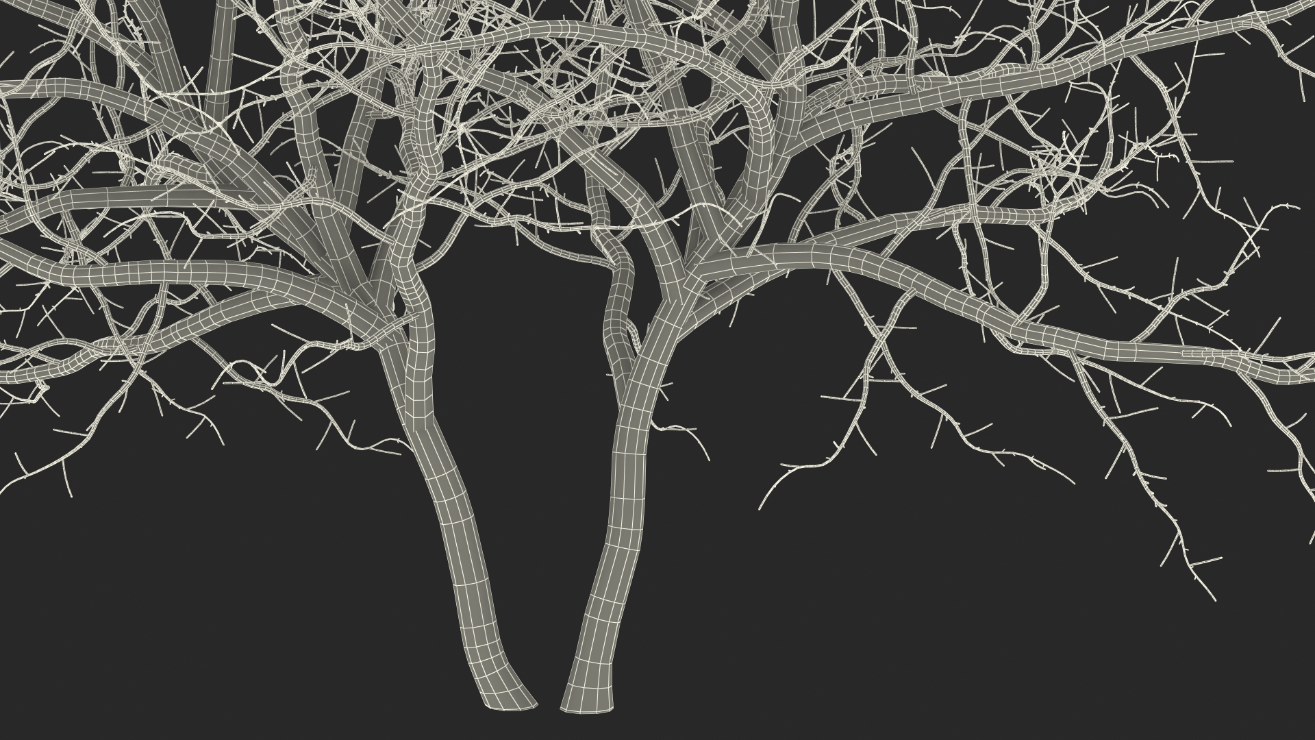 Fig Tree Bark Two Trunks 3D model