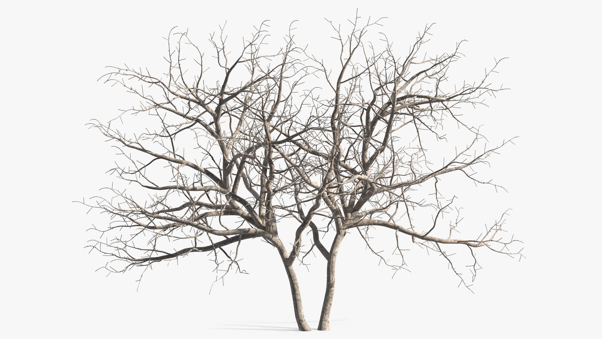 Fig Tree Bark Two Trunks 3D model