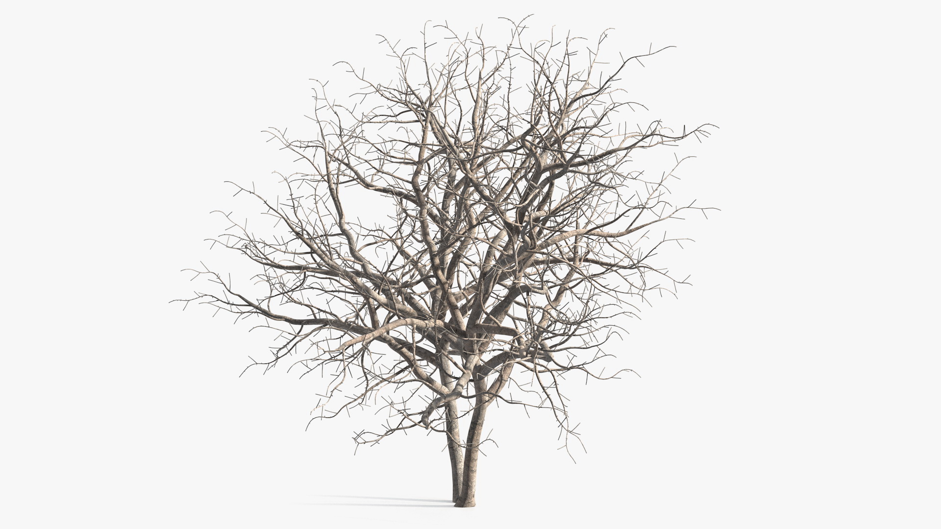 Fig Tree Bark Two Trunks 3D model