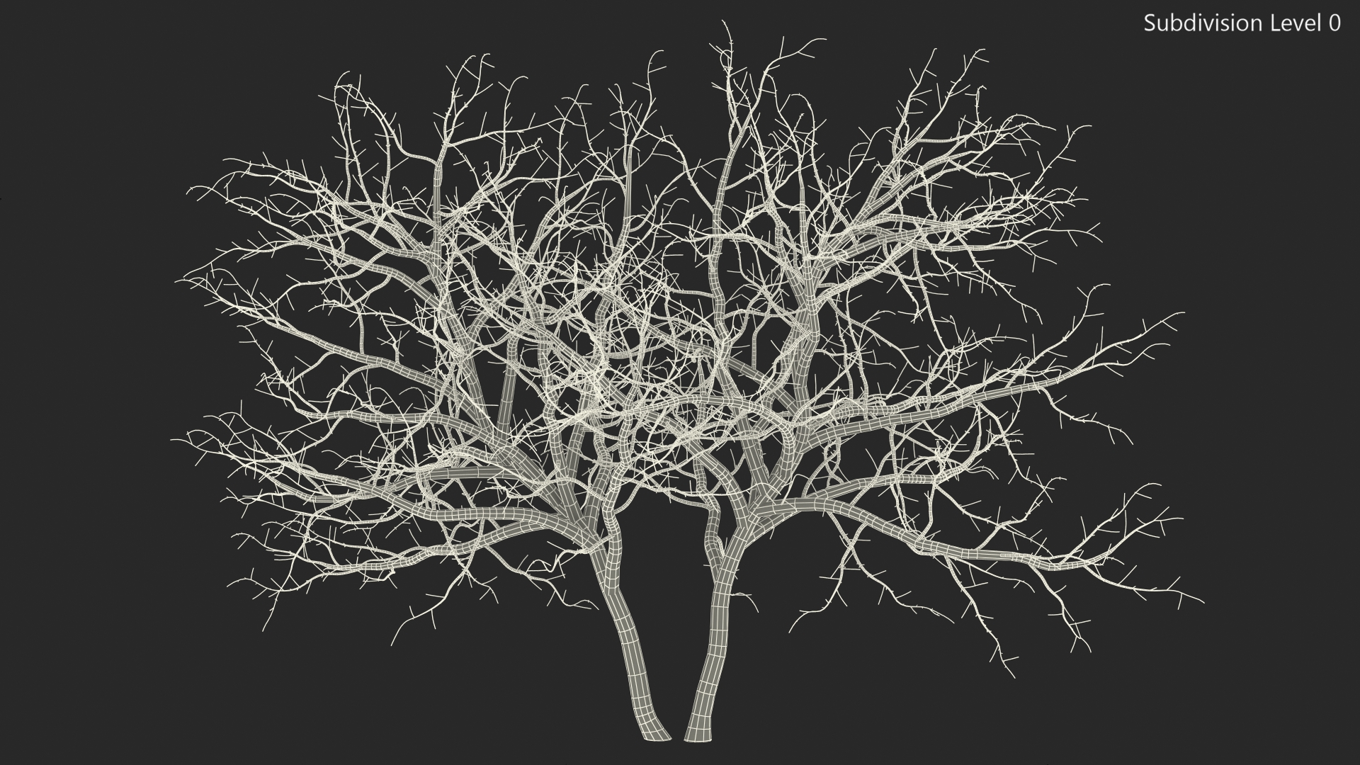 Fig Tree Bark Two Trunks 3D model