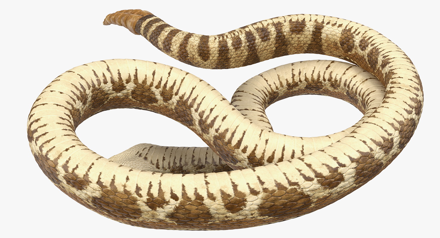 Light Rattlesnake 3D