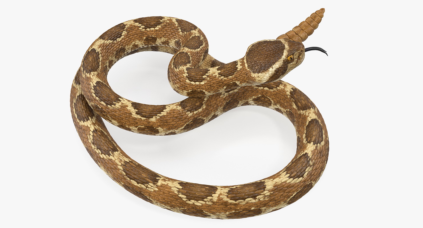 Light Rattlesnake 3D