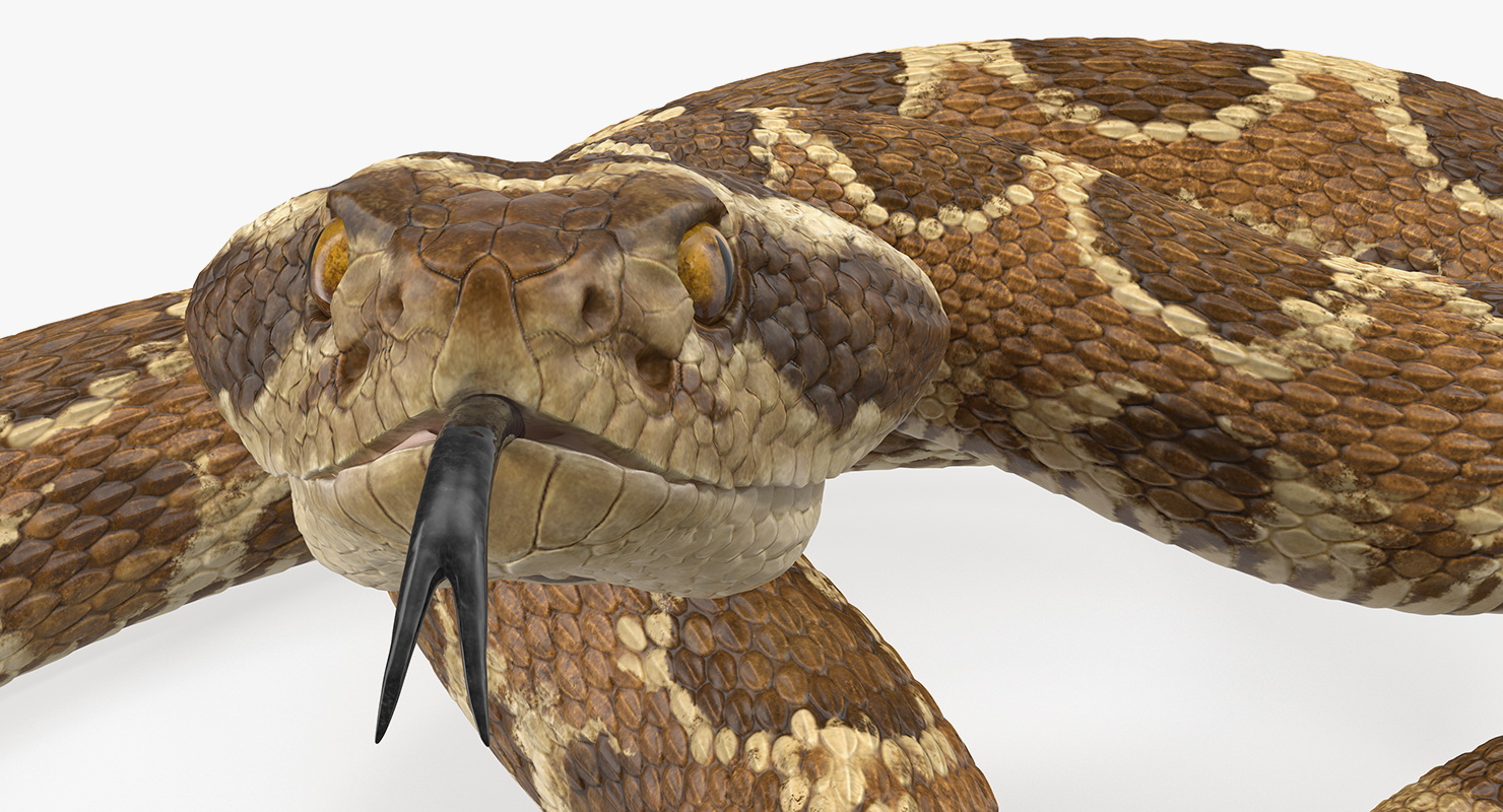 Light Rattlesnake 3D