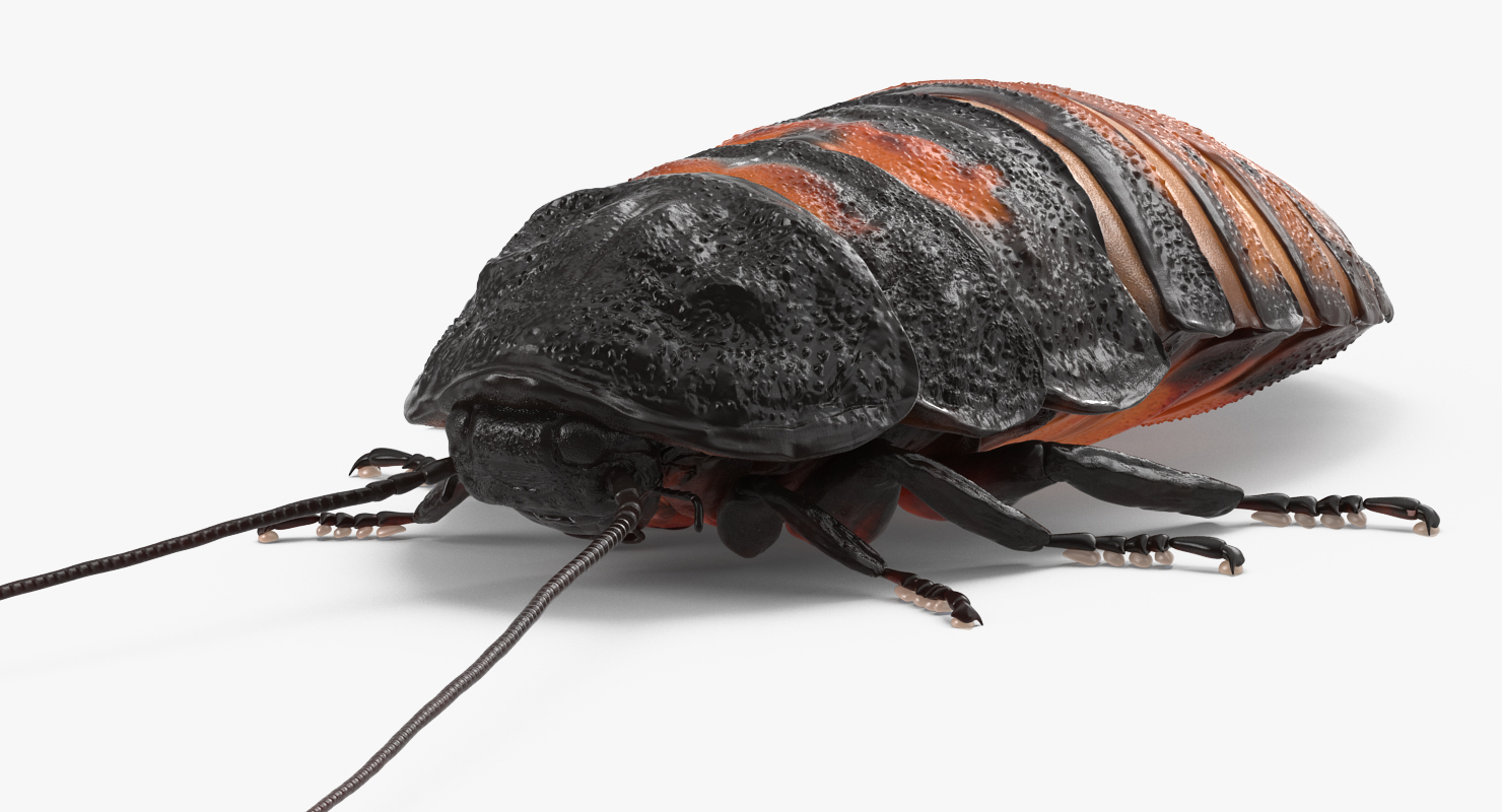 3D model Madagascar Cockroach