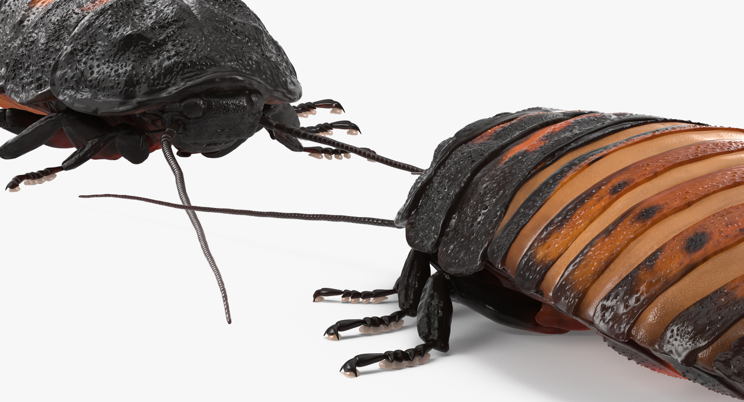 3D model Madagascar Cockroach