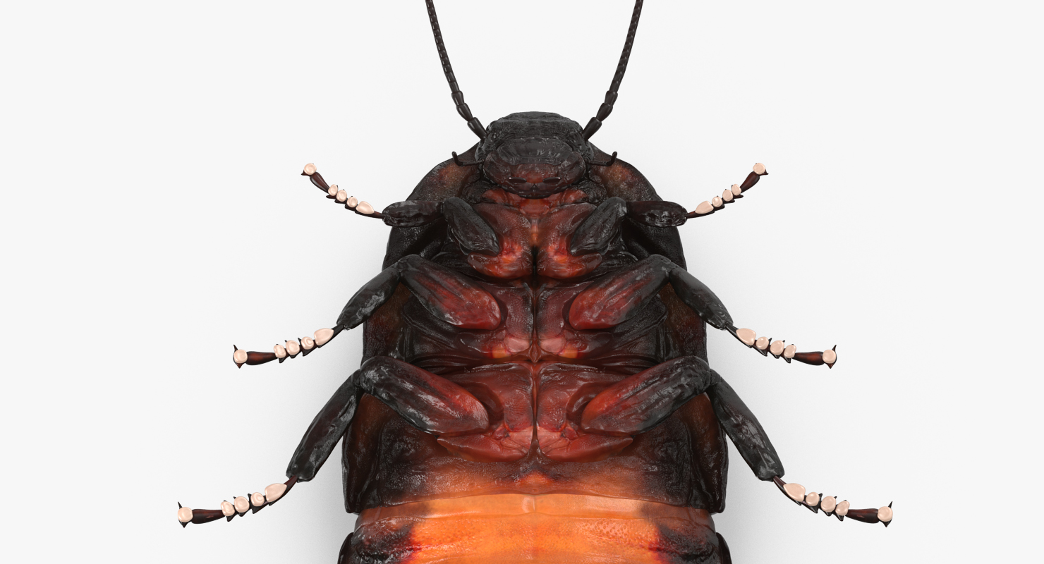 3D model Madagascar Cockroach