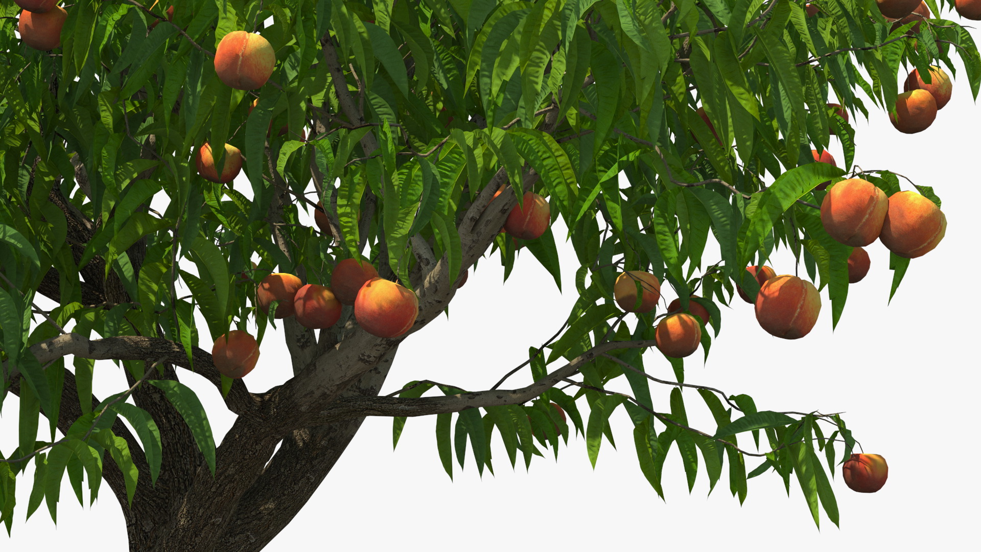 Peach Tree with Fruits 3D