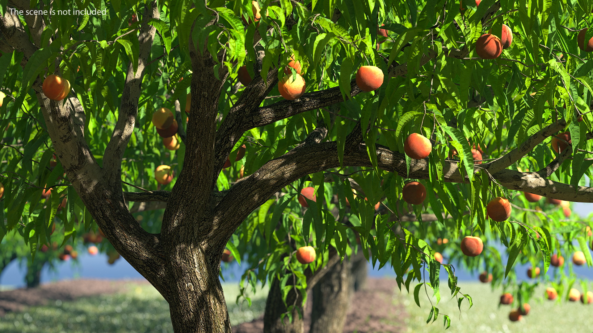 Peach Tree with Fruits 3D