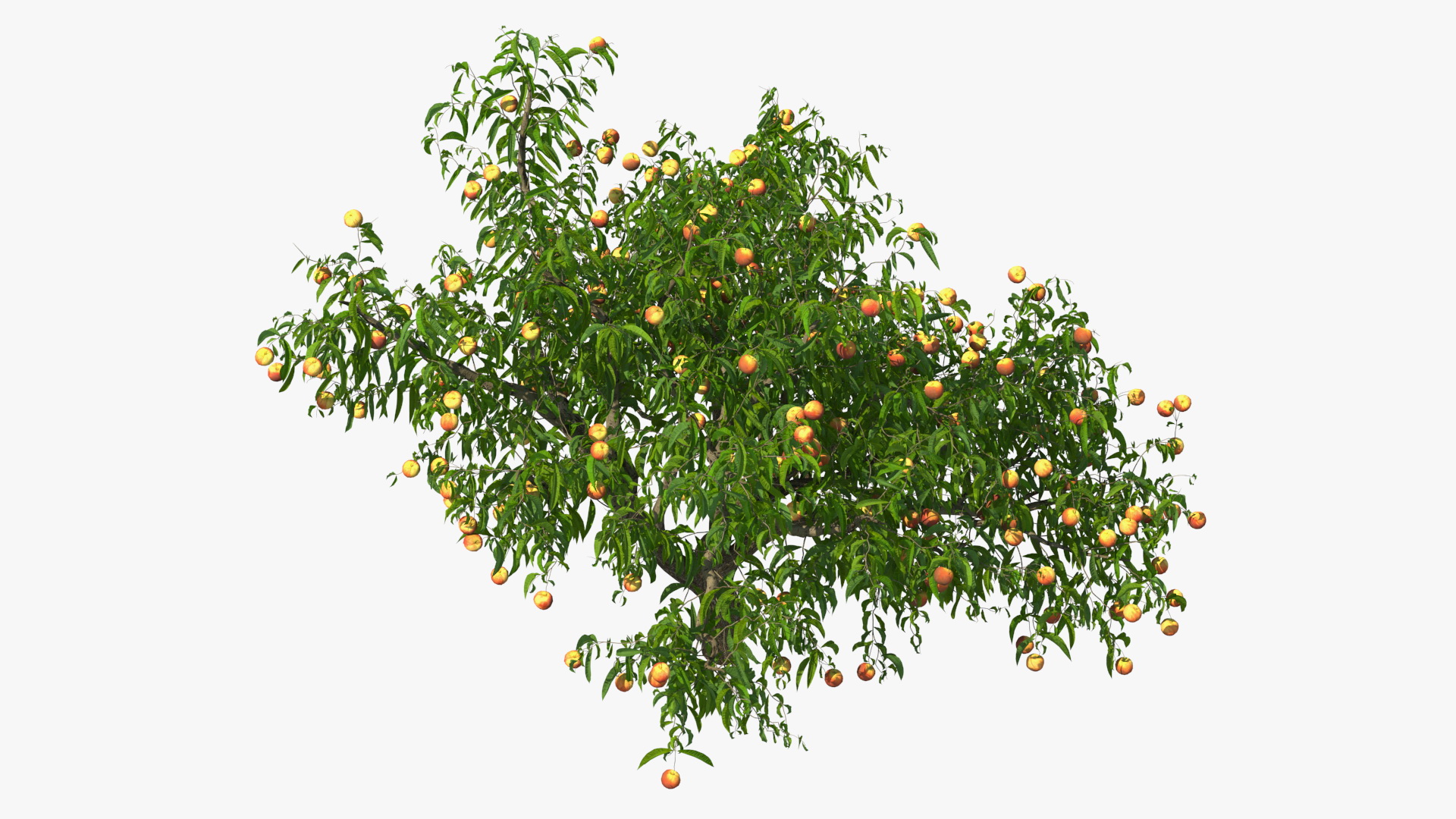 Peach Tree with Fruits 3D