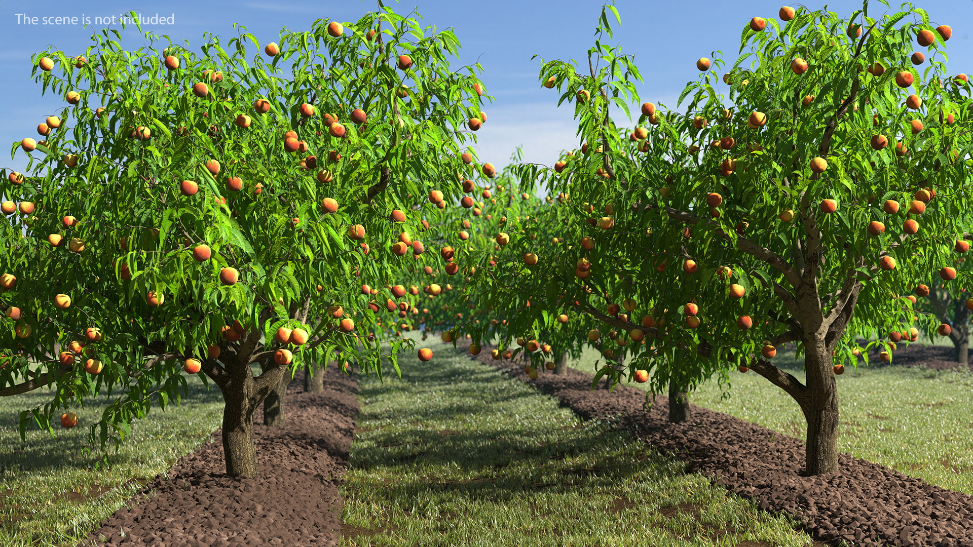 Peach Tree with Fruits 3D