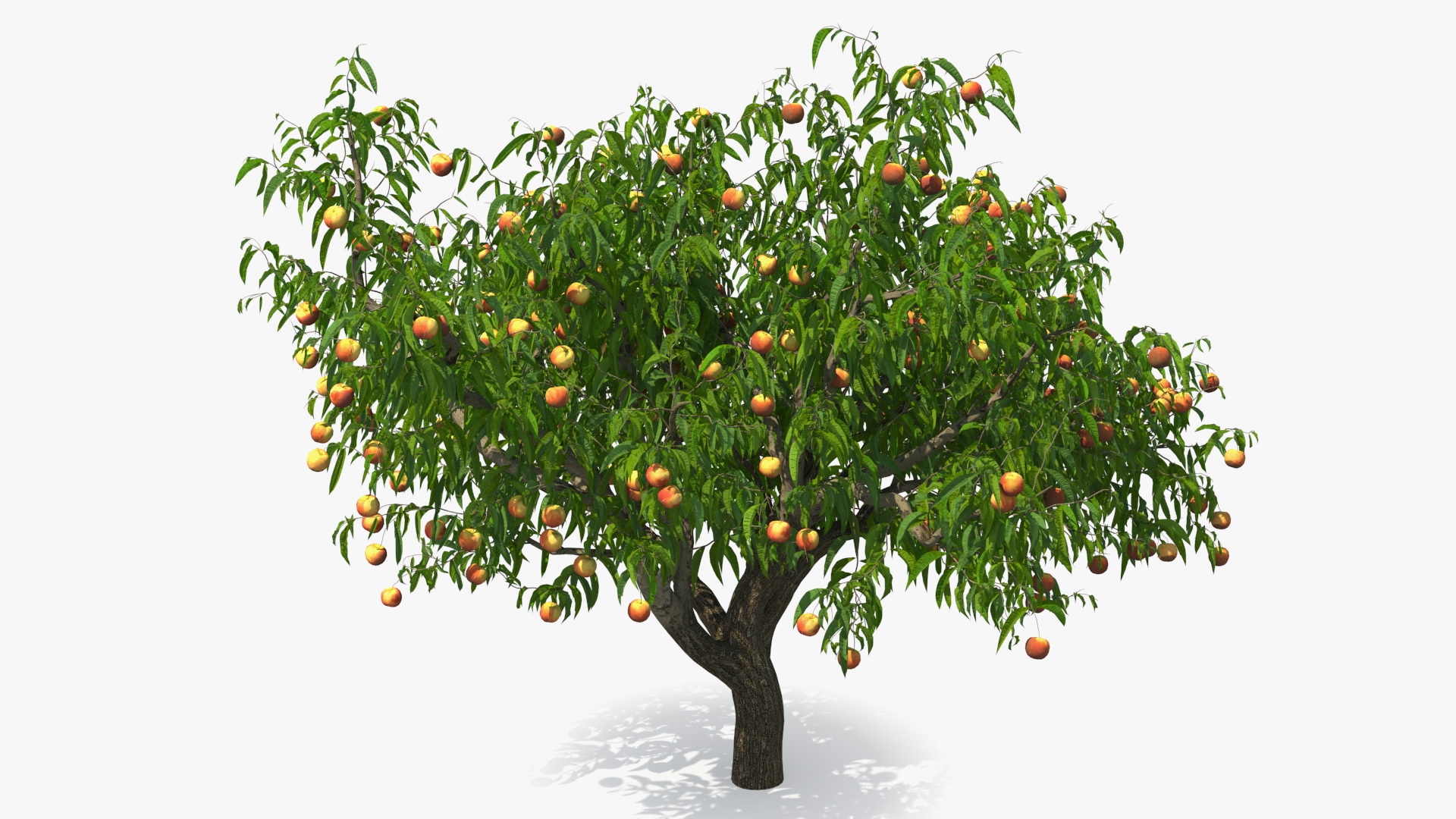 Peach Tree with Fruits 3D