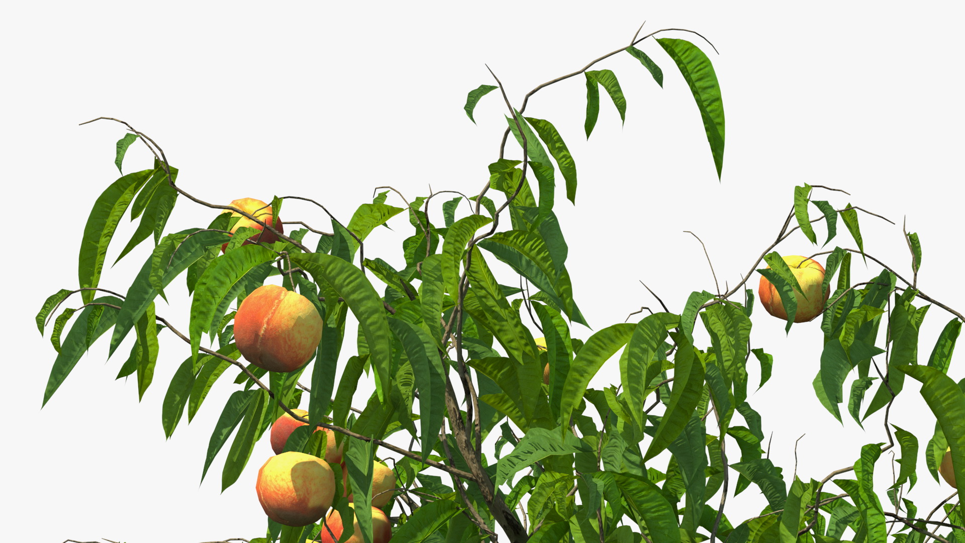 Peach Tree with Fruits 3D