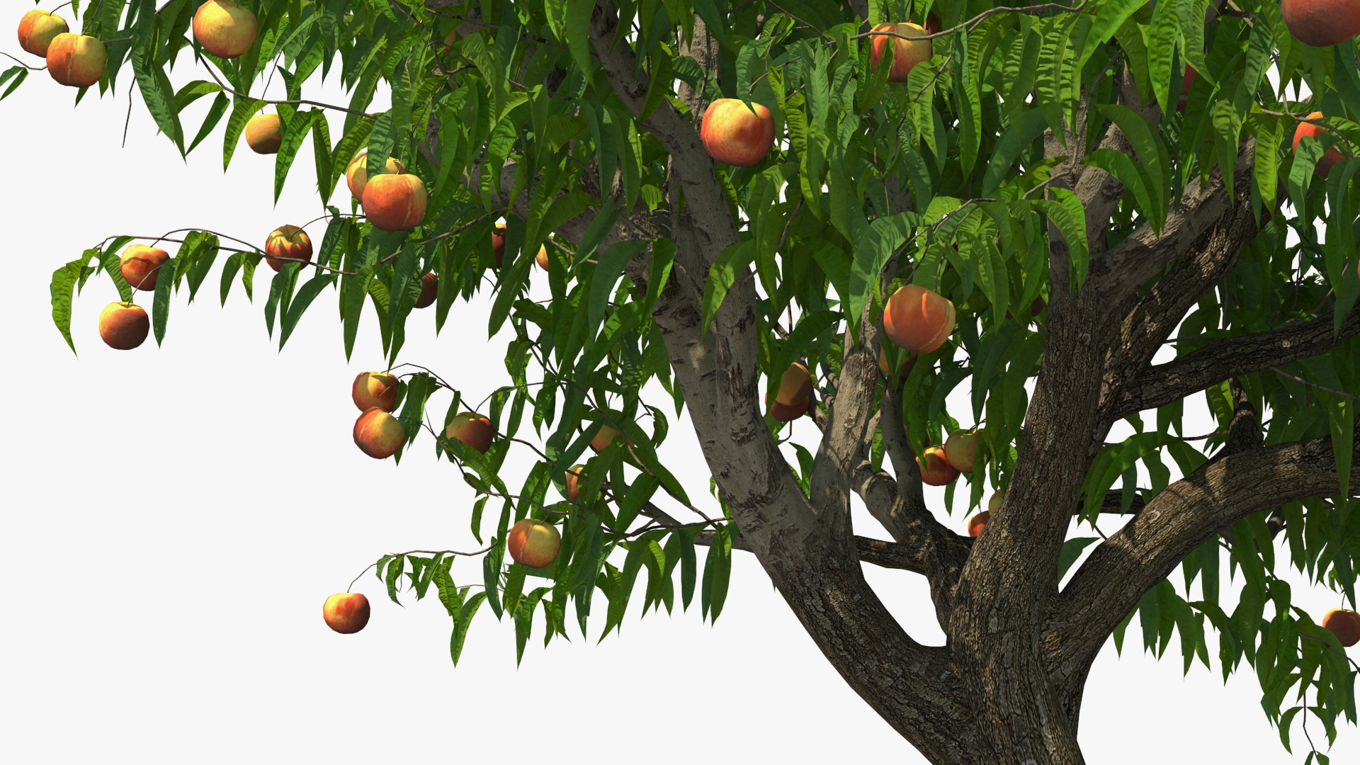 Peach Tree with Fruits 3D