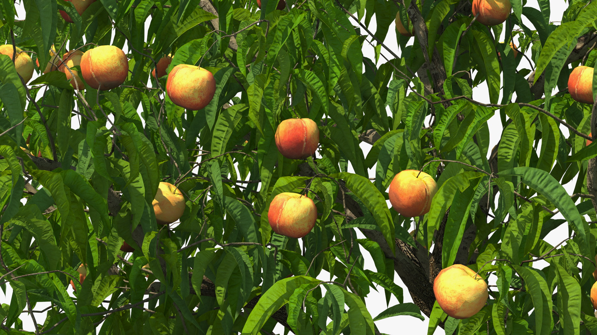 Peach Tree with Fruits 3D