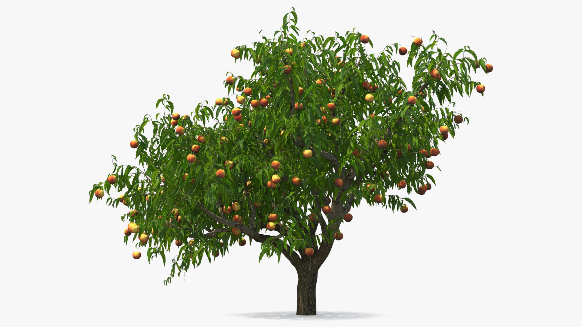 Peach Tree with Fruits 3D