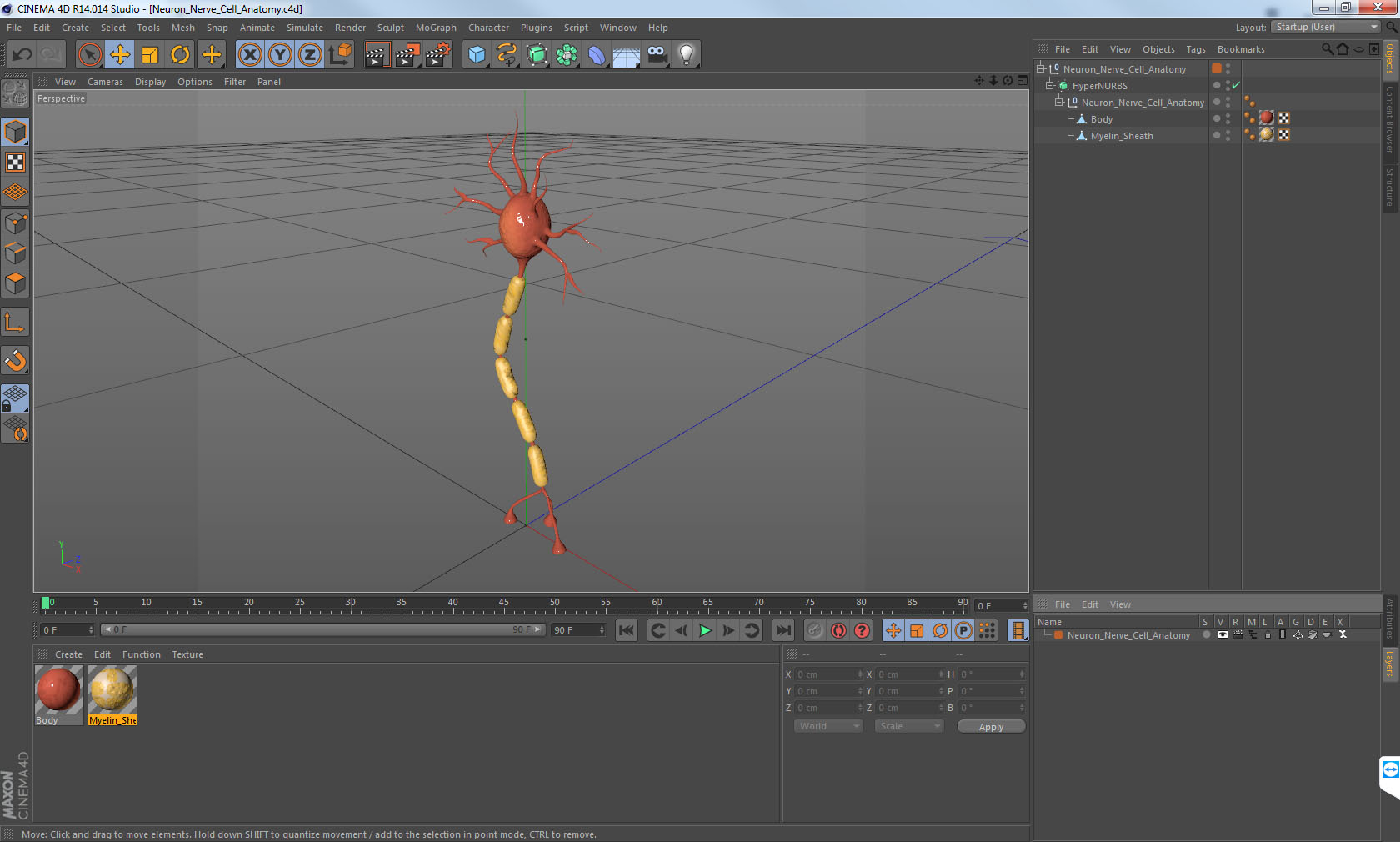 3D model Neuron Nerve Cell Anatomy