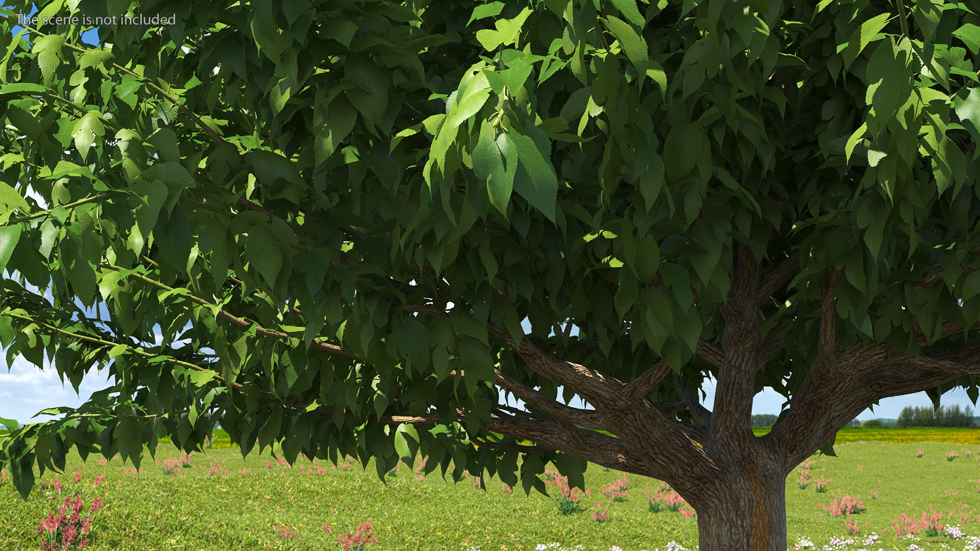 3D Fruitless Mulberry Tree model