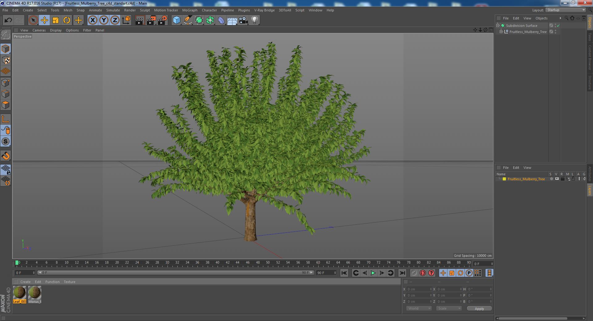 3D Fruitless Mulberry Tree model