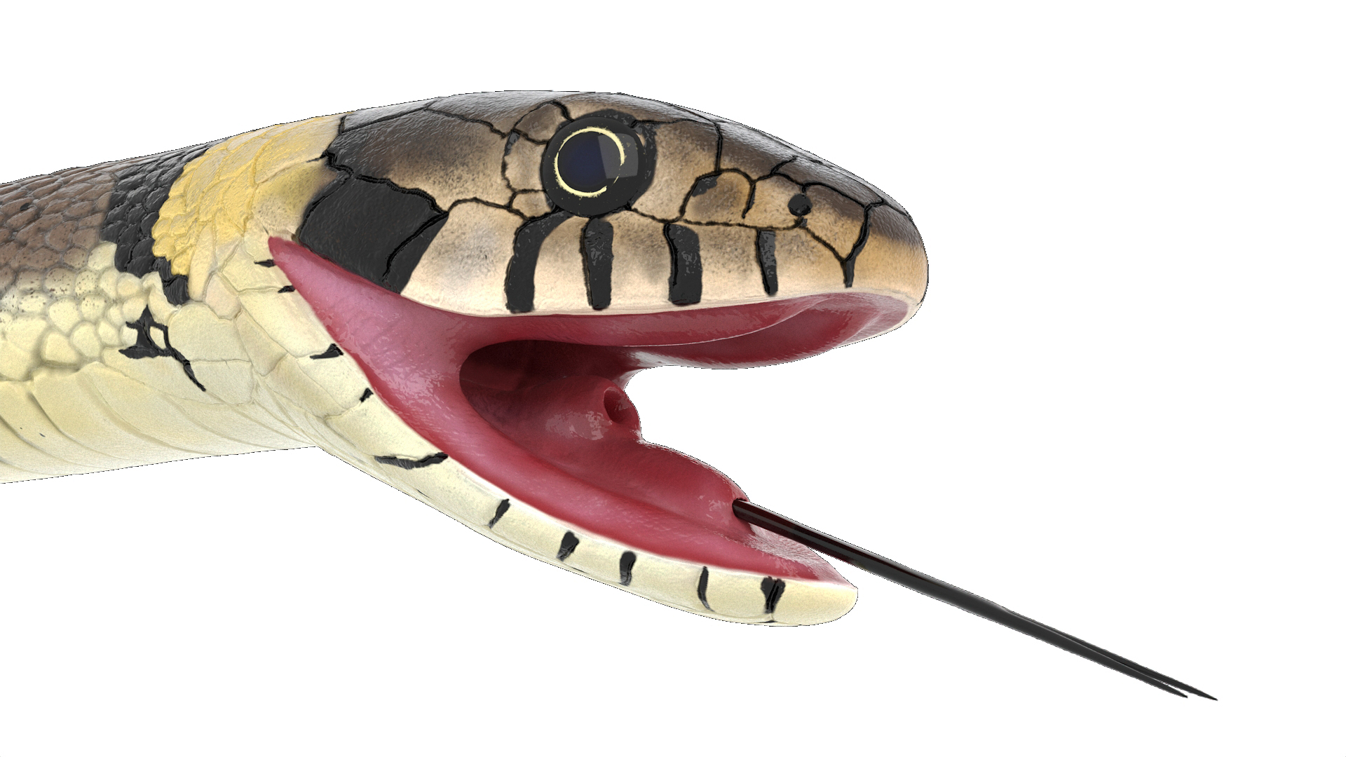 3D Grass Snake