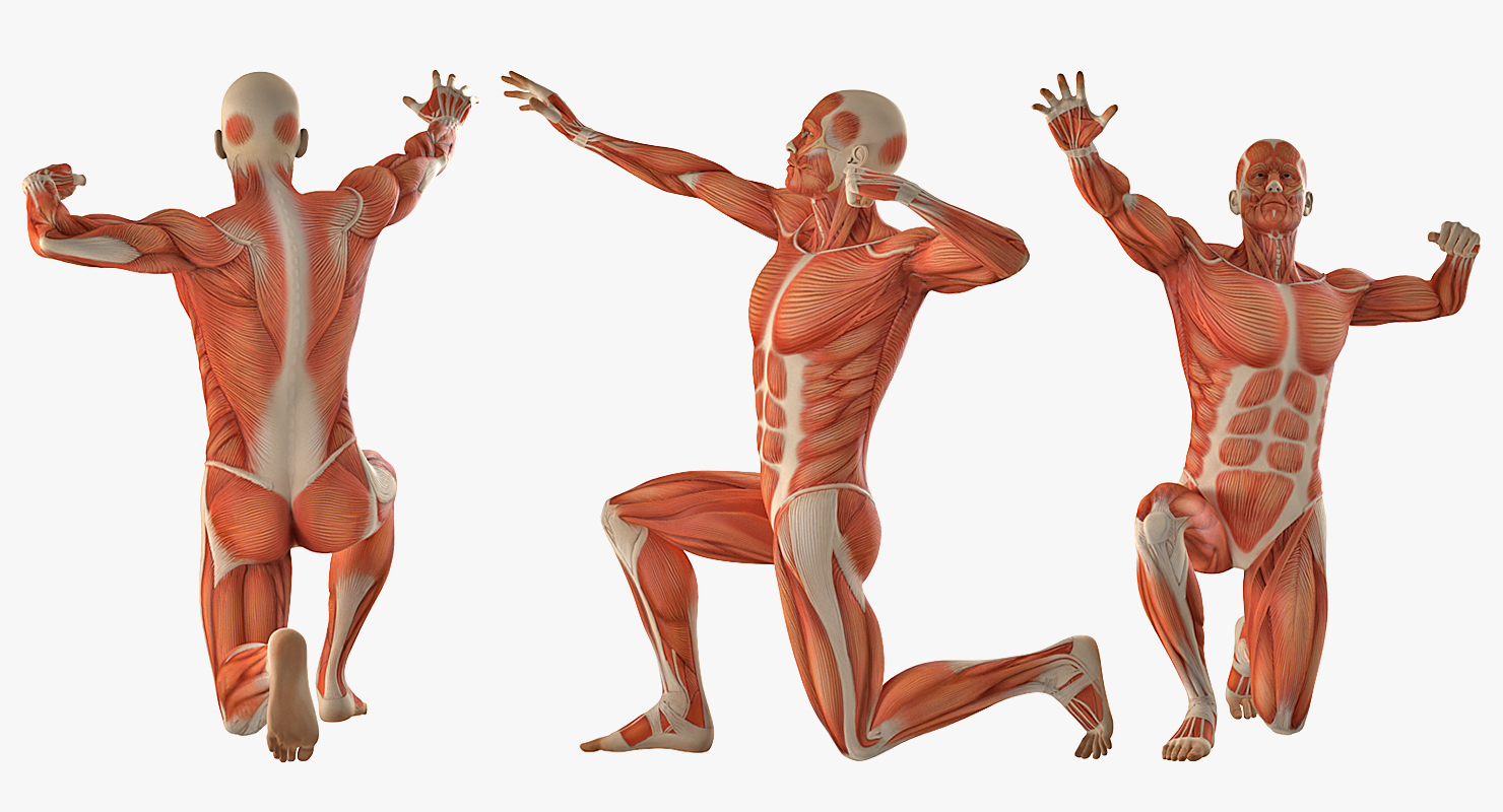 3D model Anatomy Male Muscular System Rigged