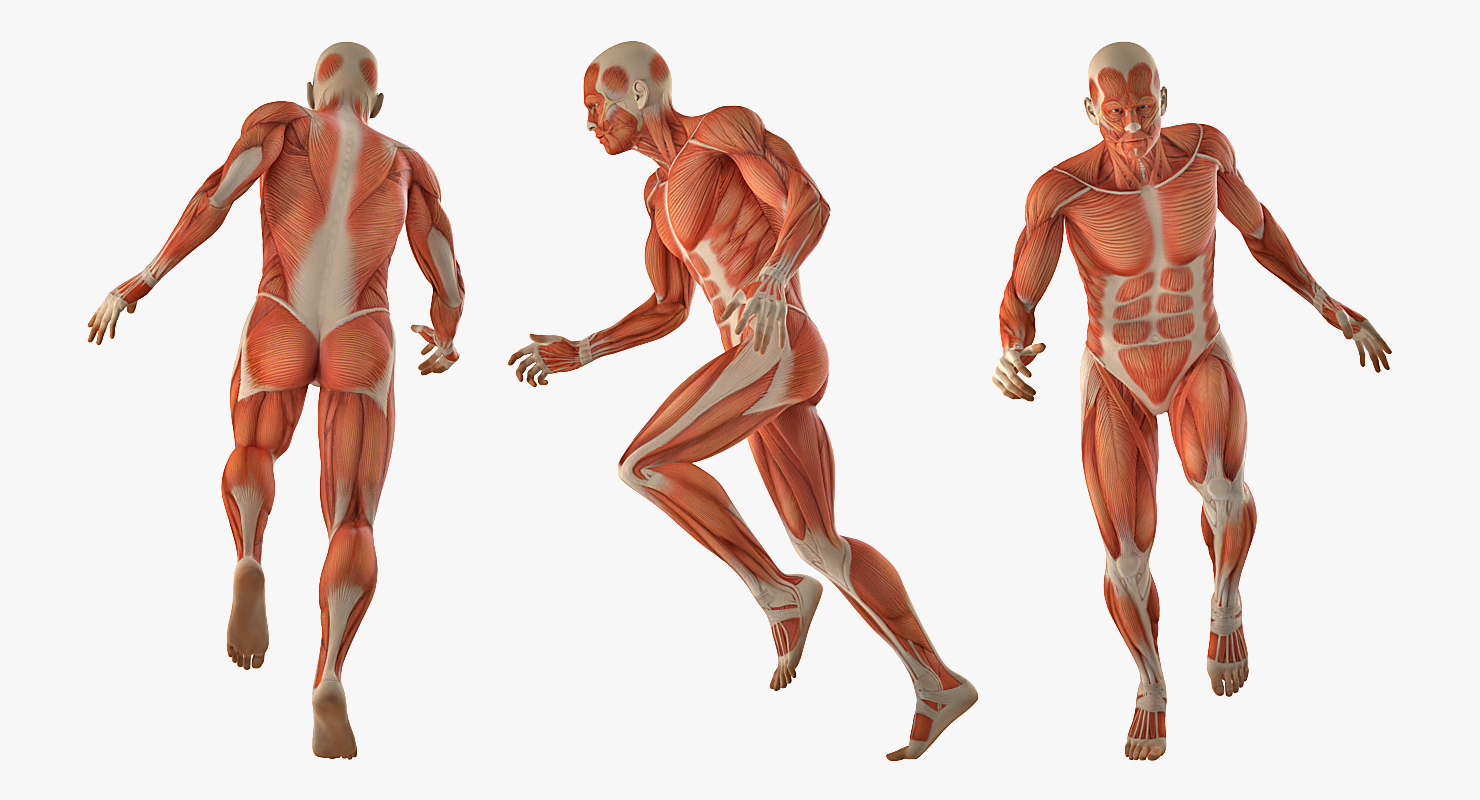 3D model Anatomy Male Muscular System Rigged