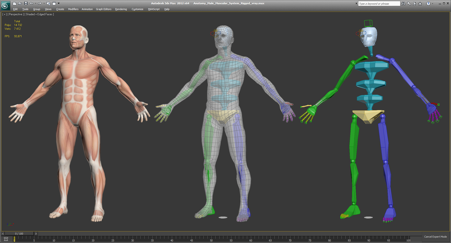 3D model Anatomy Male Muscular System Rigged