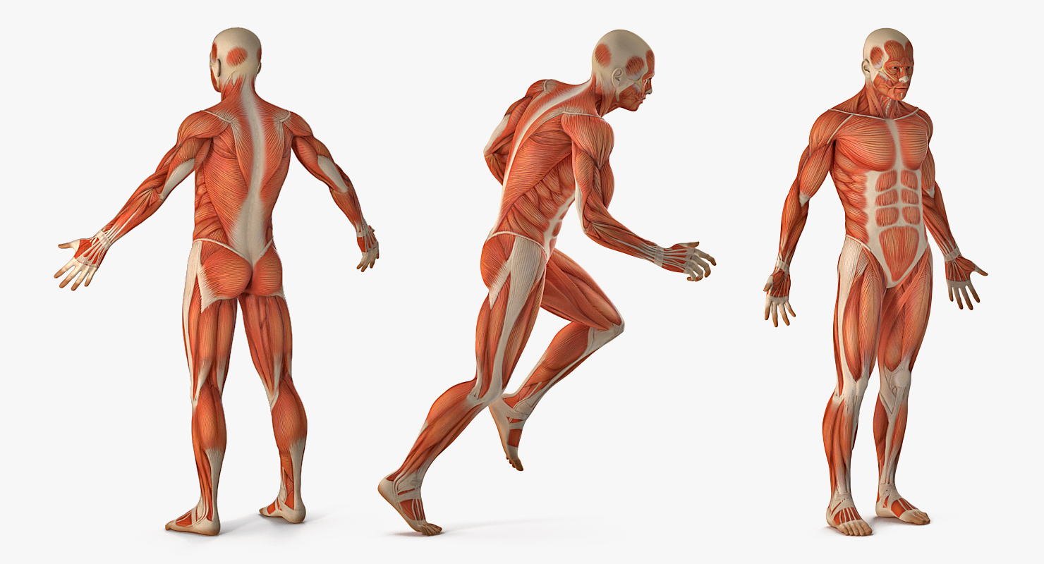 3D model Anatomy Male Muscular System Rigged