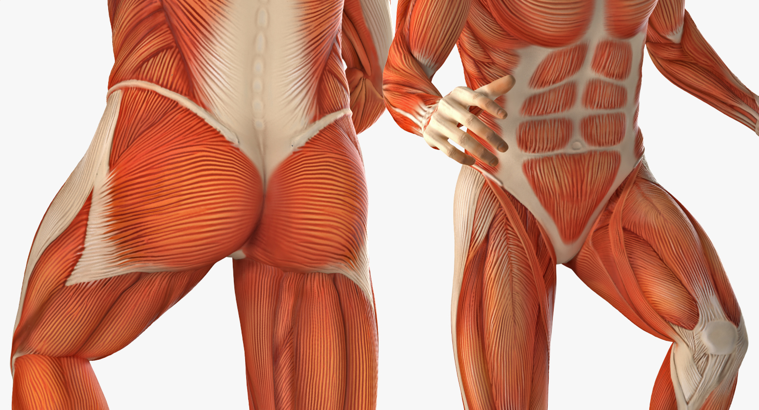 3D model Anatomy Male Muscular System Rigged