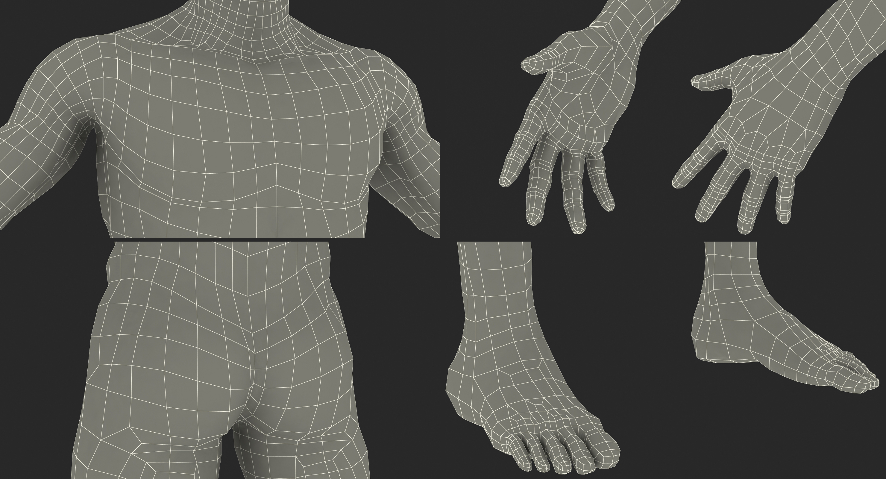 3D model Anatomy Male Muscular System Rigged