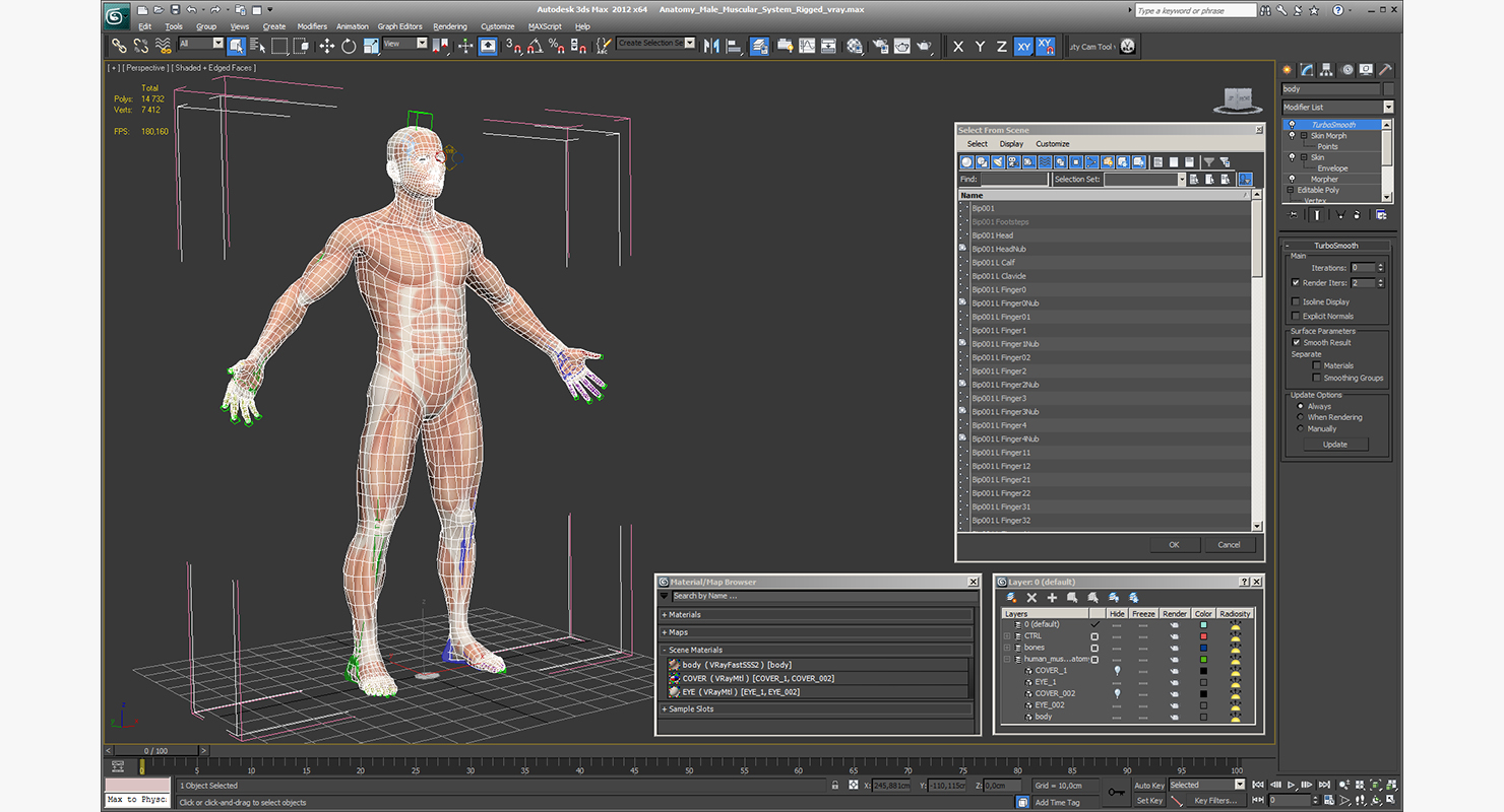 3D model Anatomy Male Muscular System Rigged