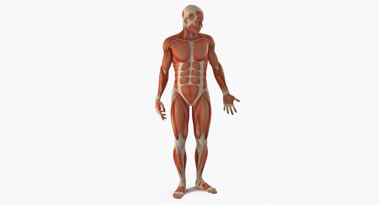 3D model Anatomy Male Muscular System Rigged