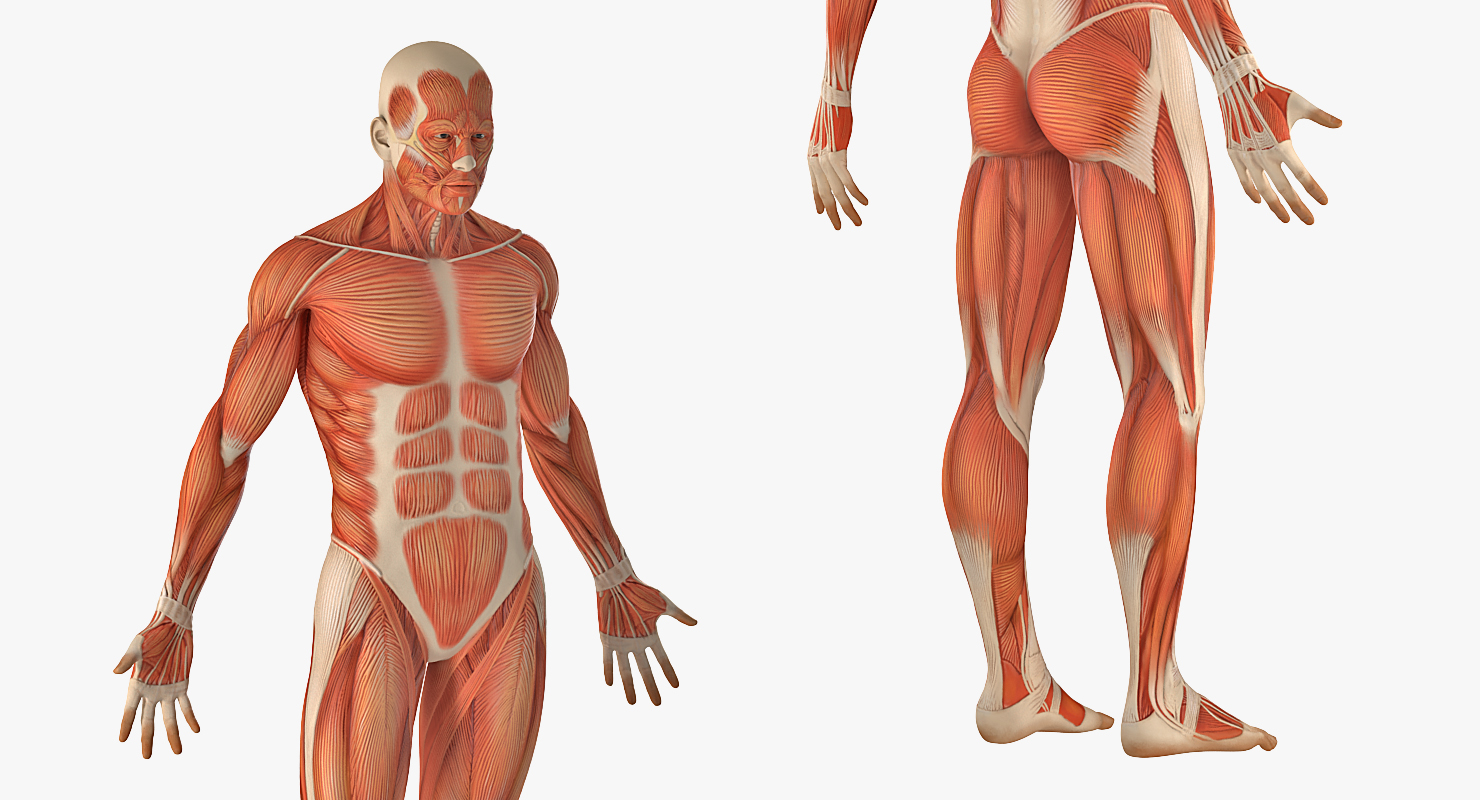 3D model Anatomy Male Muscular System Rigged