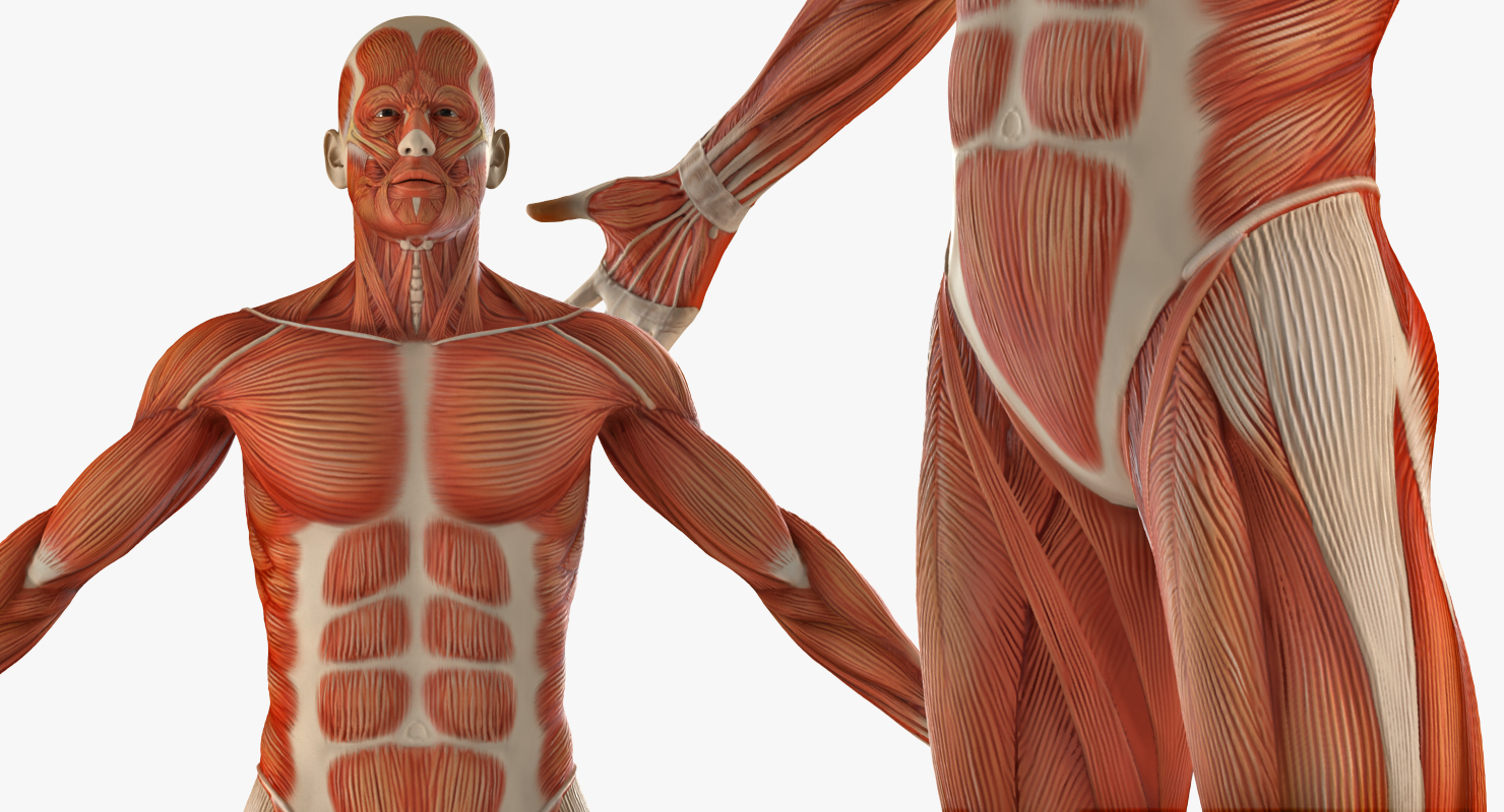 3D model Anatomy Male Muscular System Rigged