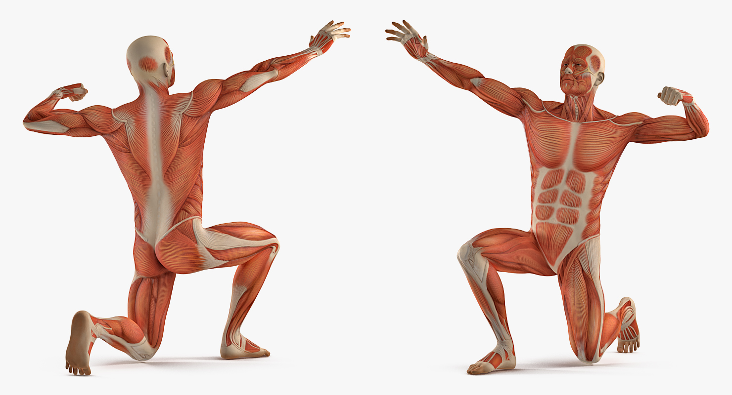 3D model Anatomy Male Muscular System Rigged