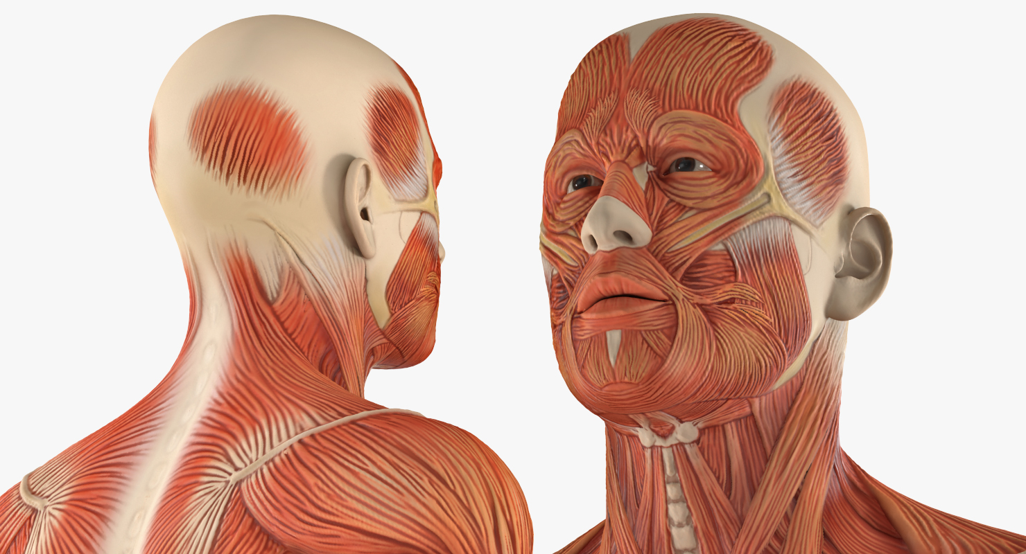 3D model Anatomy Male Muscular System Rigged