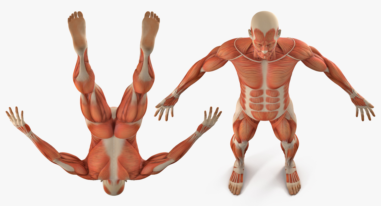 3D model Anatomy Male Muscular System Rigged