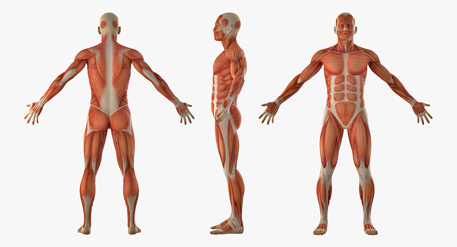 3D model Anatomy Male Muscular System Rigged