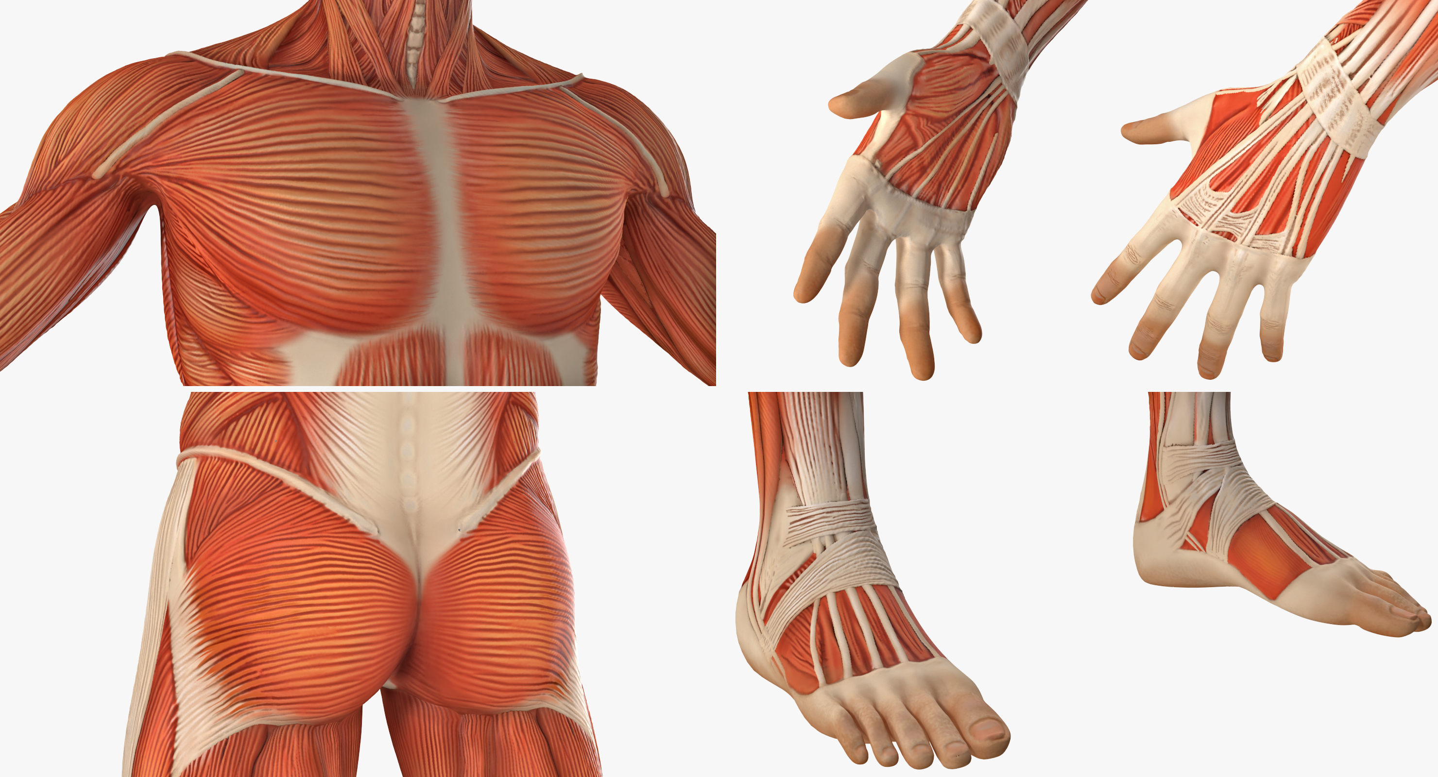 3D model Anatomy Male Muscular System Rigged