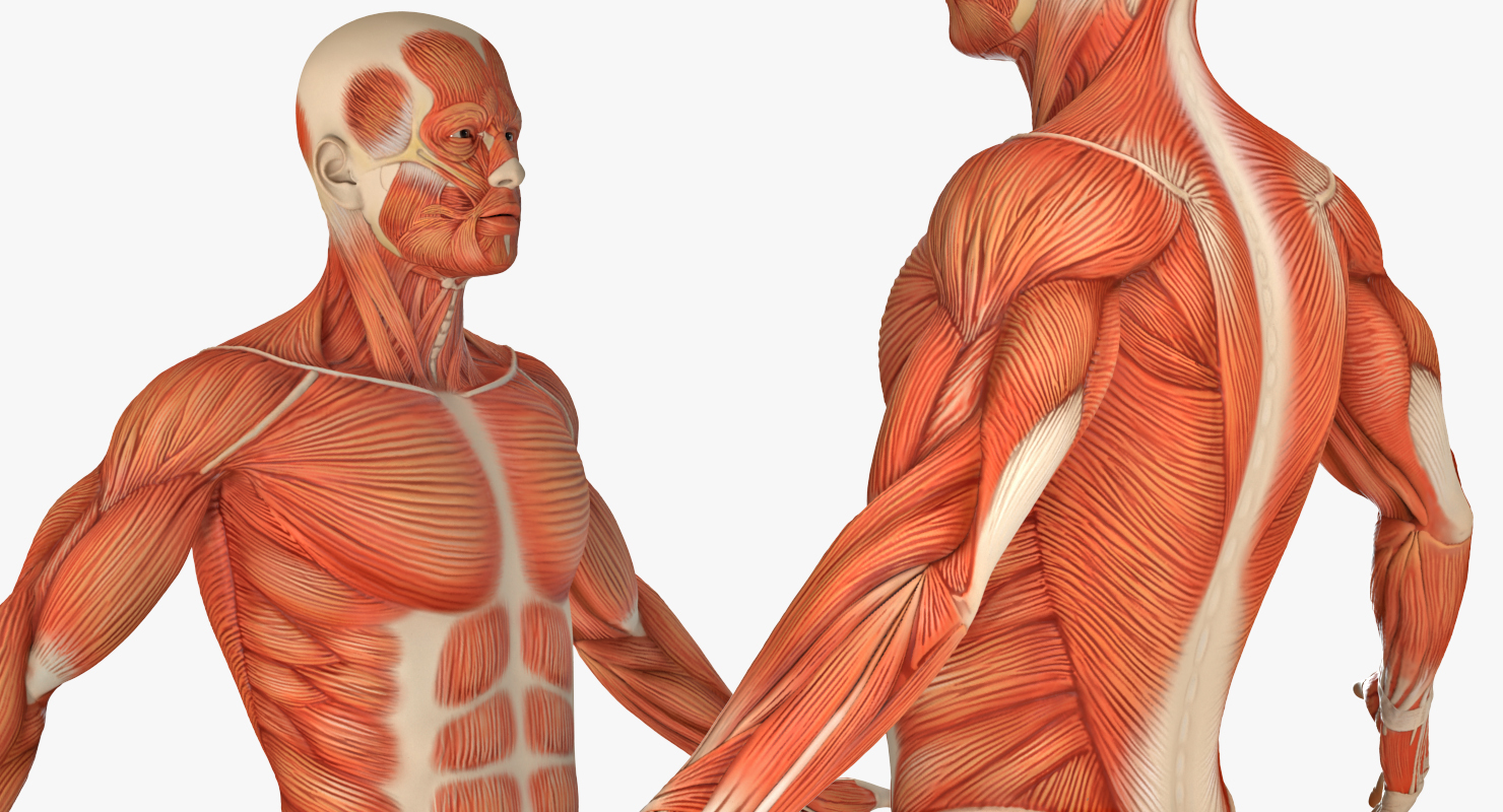 3D model Anatomy Male Muscular System Rigged