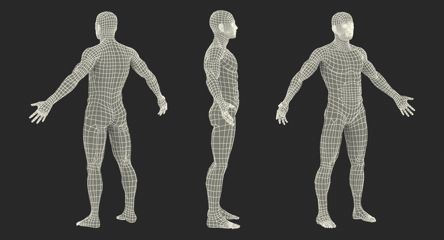 3D model Anatomy Male Muscular System Rigged